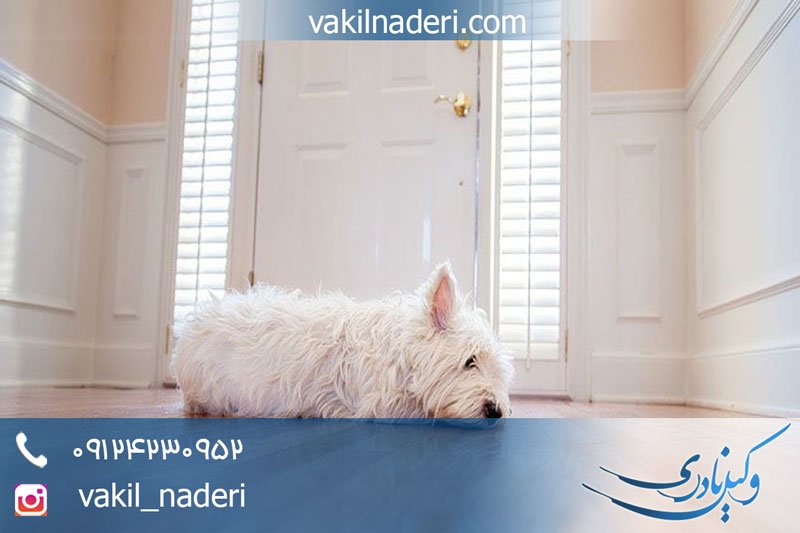 قوانین نگهداری از سگ در آپارتمان