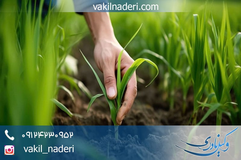 روند رسیدگی وکیل حق ریشه